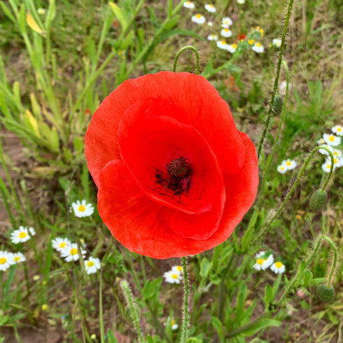 Field Poppy Seeds (Papaver rhoeas)