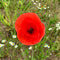 Field Poppy Seeds (Papaver rhoeas)