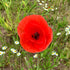 Field Poppy Seeds (Papaver rhoeas)