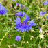 Cornflower Seeds (Centaurea cyanus)