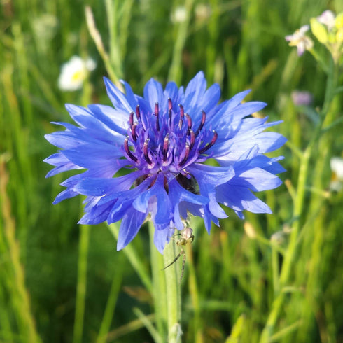 Cornflower Seeds (Centaurea cyanus)