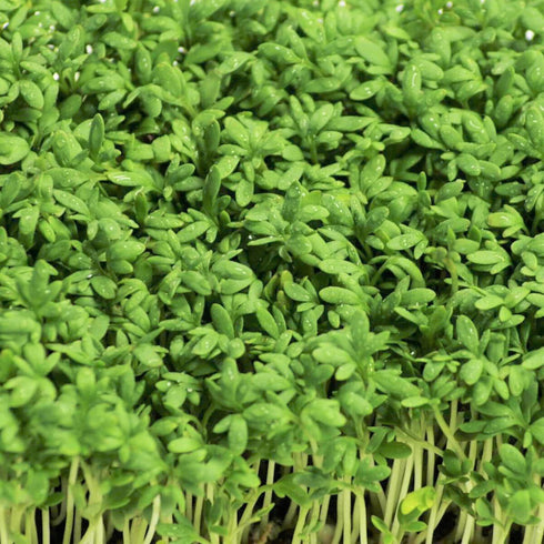 Cress Seeds