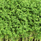 Cress Seeds