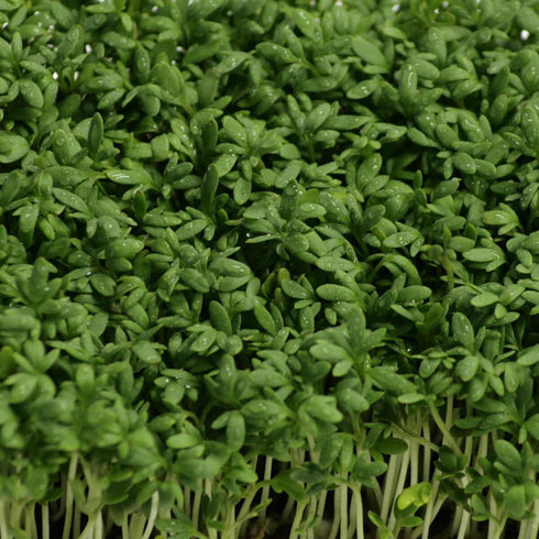Cress Seeds