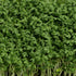 Cress Seeds