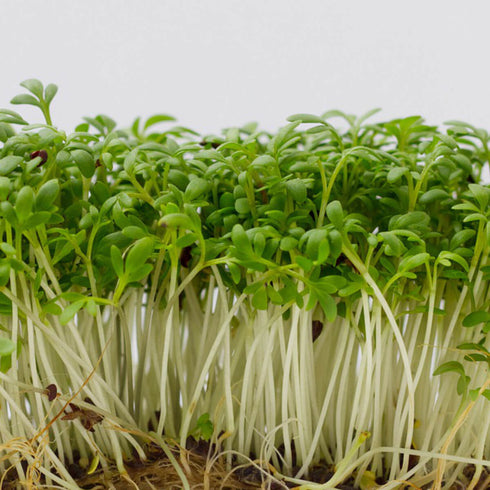Cress Seeds