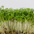 Cress Seeds