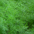 Dill Herb Seeds