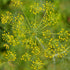 Dill Herb Seeds