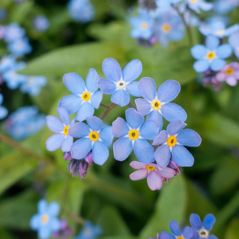 Forget-Me-Not Seeds (Myosotis arvensis)