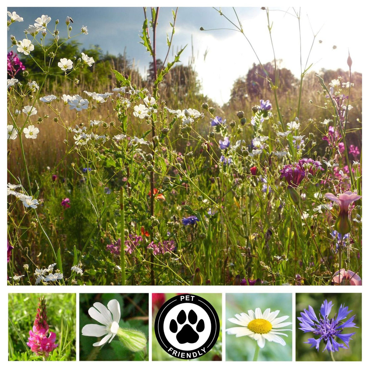 Wildflower Seed Mix Pet Friendly & Grazing Safe Pure Seeds