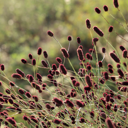 Burnet Seeds (Great & Salad Burnet)