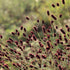Burnet Seeds (Great & Salad Burnet)