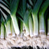 Leek Musselburgh Seeds