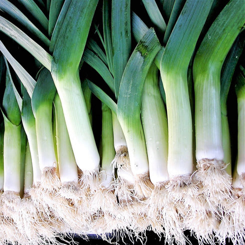 Leek Musselburgh Seeds