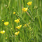Meadow Buttercup Seeds (Ranunculus acris)