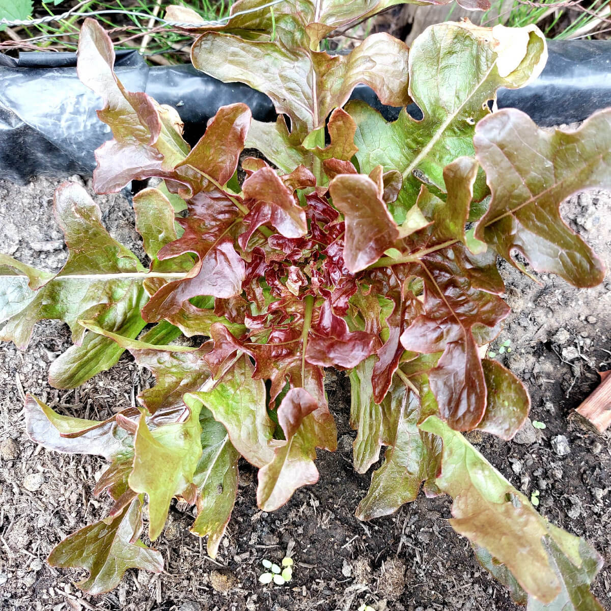 Lettuce Mixed Leaf Seeds Pure Seeds