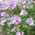 Musk Mallow Seeds (Malva moschata)