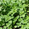 Oregano Greek Seeds
