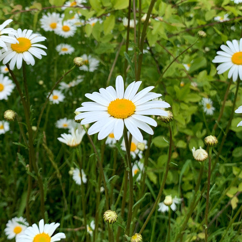Oxeye Daisy Seeds (Leucanthemum vulgare)
