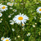 Oxeye Daisy Seeds (Leucanthemum vulgare)