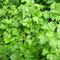 Parsley Flat Leaved Herb Seeds