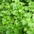 Parsley Flat Leaved Herb Seeds