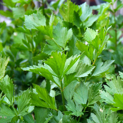 Parsley Flat Leaved Herb Seeds