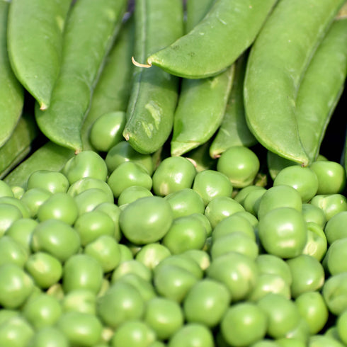 Pea Early Onward Seeds