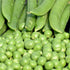 Pea Early Onward Seeds