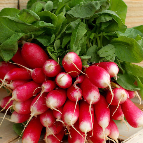 Radish French Breakfast Seeds