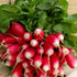 Radish French Breakfast Seeds