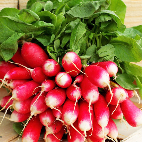 Radish French Breakfast Seeds