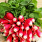 Radish French Breakfast Seeds