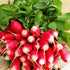 Radish French Breakfast Seeds