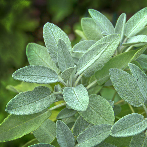Sage Herb Seeds (Great for Xmas stuffing)