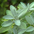 Sage Herb Seeds (Great for Xmas stuffing)