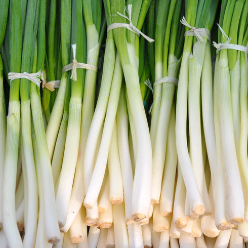 Spring Onion White Lisbon Seeds