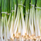 Spring Onion White Lisbon Seeds