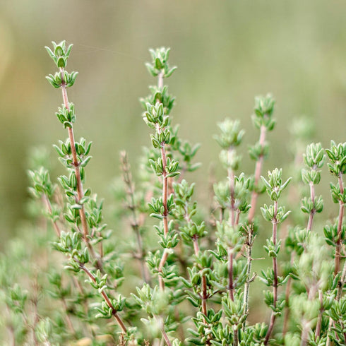 Thyme Herb Seeds