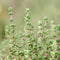 Thyme Herb Seeds