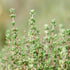 Thyme Herb Seeds