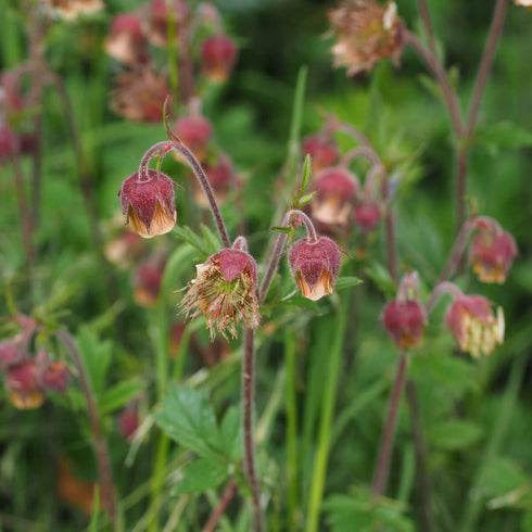 Water Avens Seeds (Geum rivale)