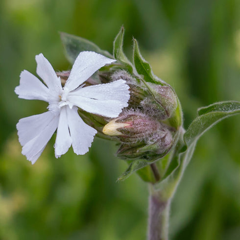 White Campion Seeds (Silene latifolia)