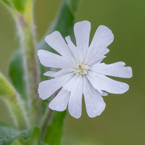 White Campion Seeds (Silene latifolia)