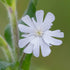 White Campion Seeds (Silene latifolia)