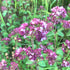 Wild Marjoram Oregano Seeds (Origanum vulgare)
