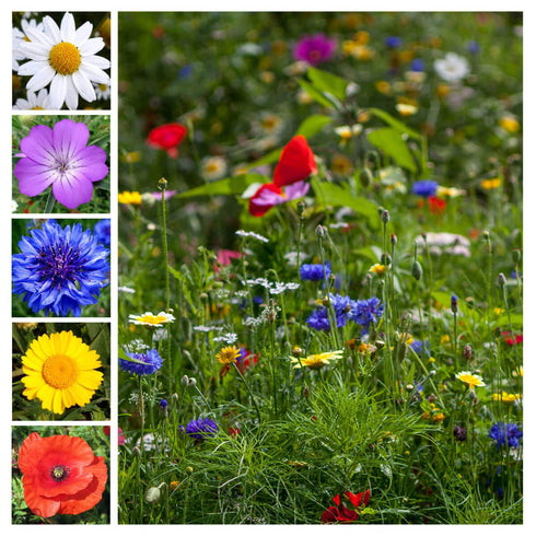 Wildflower Meadow Seed Mix - Cornfield Annuals