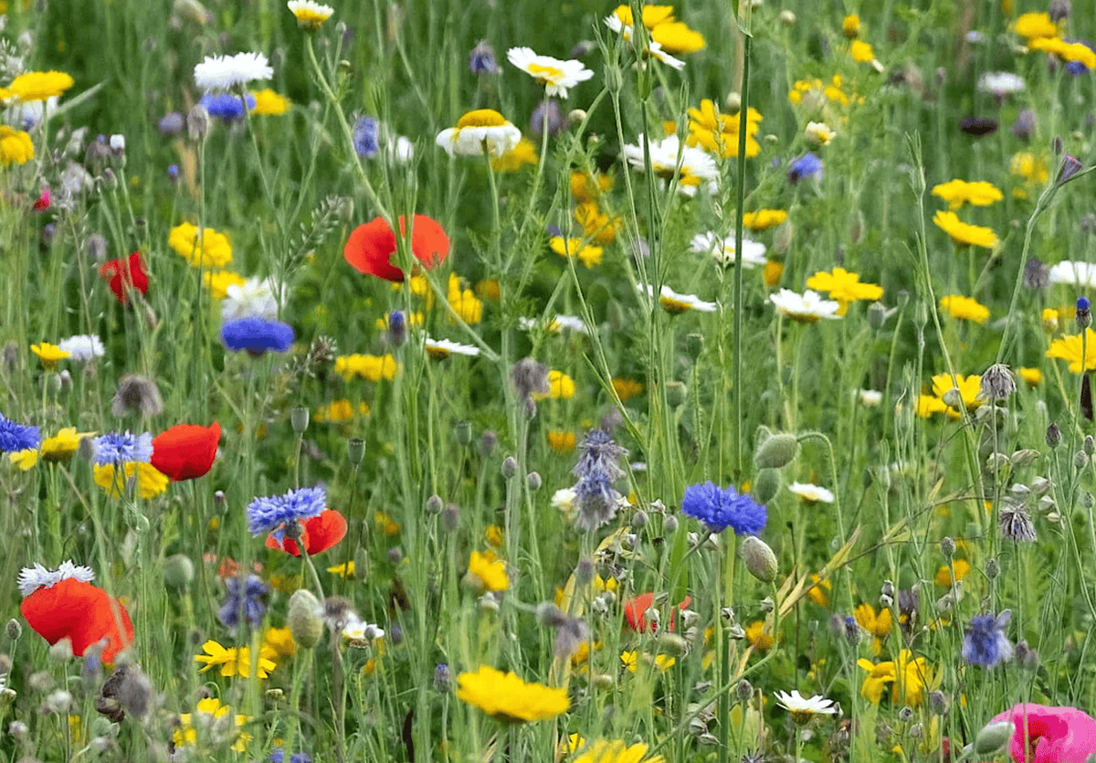 Transforming Your Grass Lawn into a Wildflower Meadow – Pure Seeds