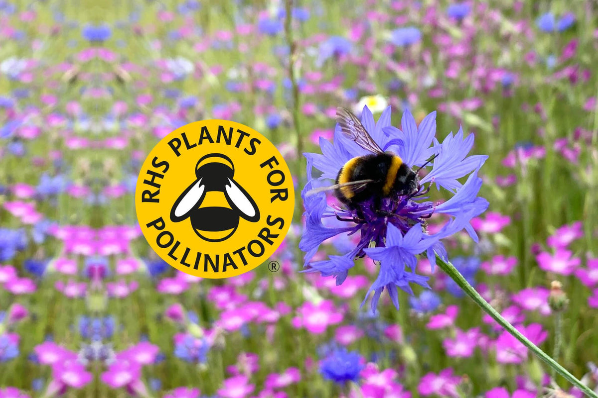Pollinating Plants Rhs Why We've Joined RHS Plants for Pollinators β Pure Seeds